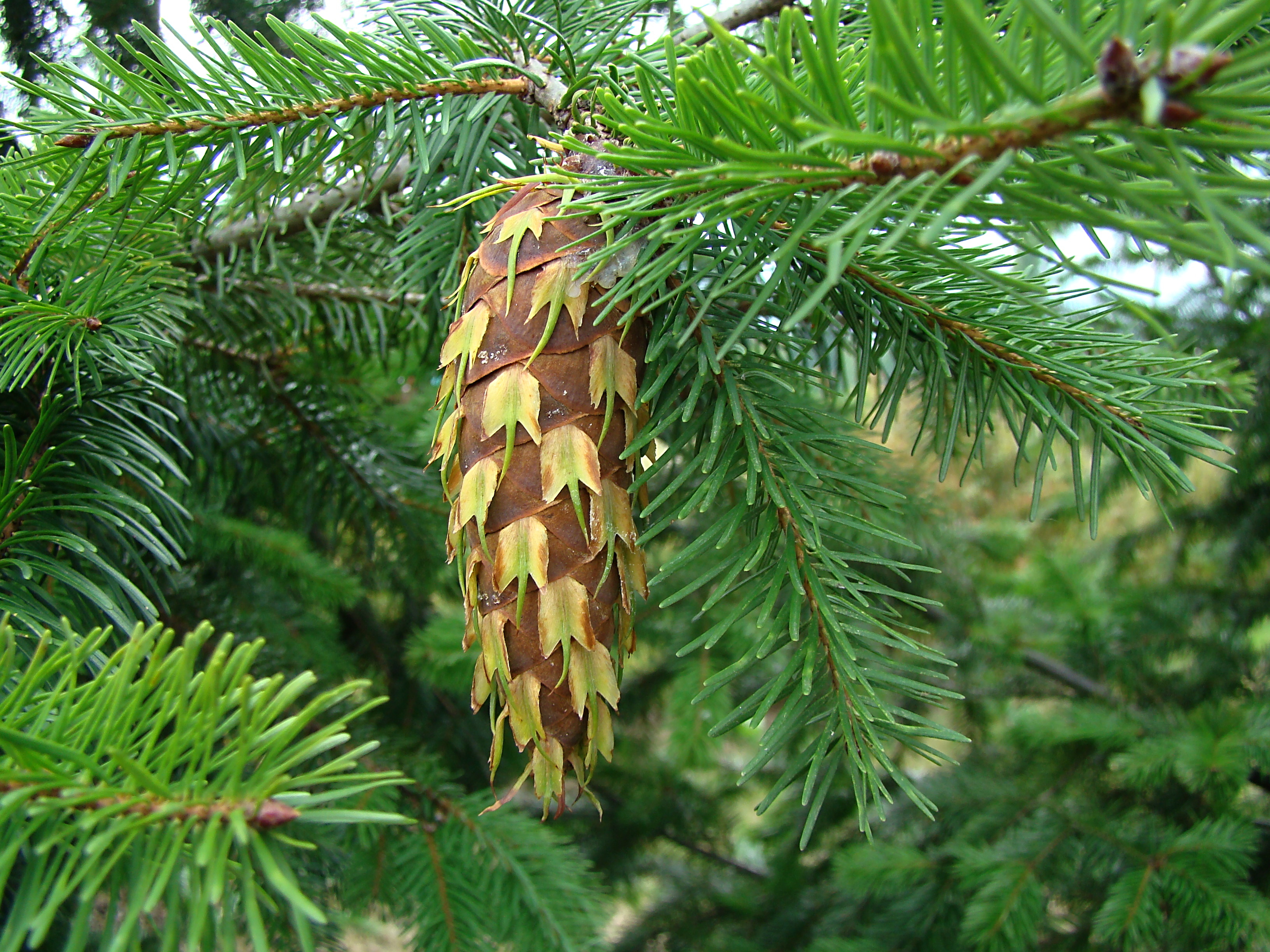 Pseudotsuga menziesii